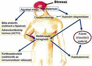 1.6. Stressz, stresszkezelés 19 kimerülés szakasza, amikor a szervezet már nem képes alkalmazkodni. Ilyenkor az alarm reakció tünetei véglegesen megjelennek. 1-1.
