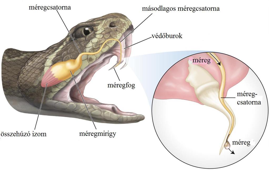 minden gerincesnek van, halaké