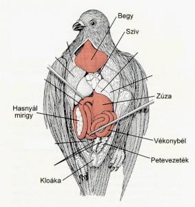 az állati eredetű fehérjéket, a fiókák passzív immunizálása.