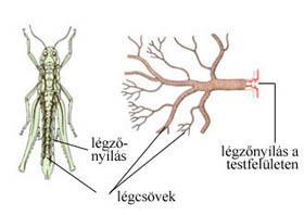 A gerinctelenek légzőszervrendszere Sok gerinctelen a test felszínén keresztül jut oxigénhez.