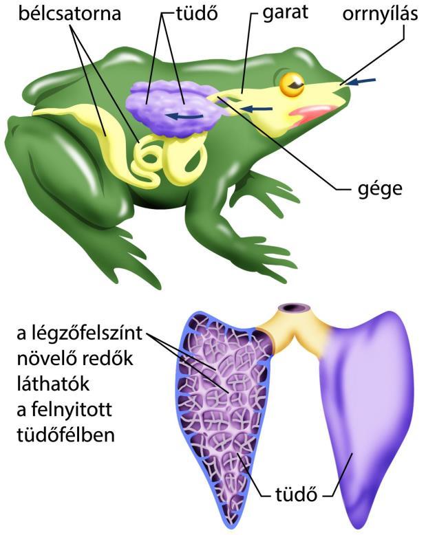 Kétéltűek légzése Jelentős a bőrlégzésük