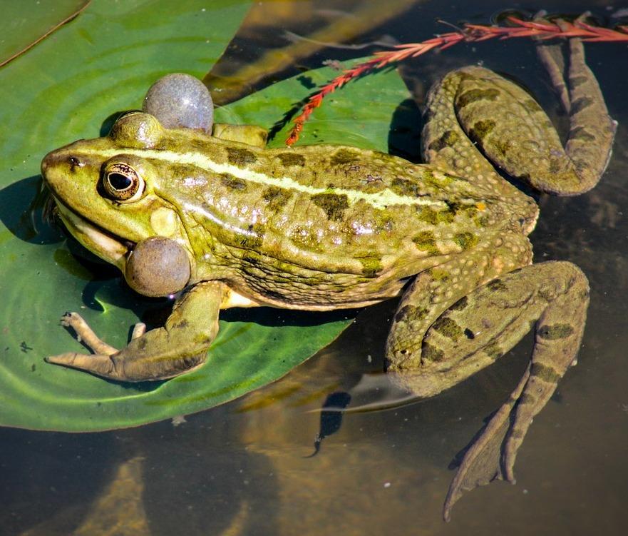 Lárva állapotban (külső vagy belső)