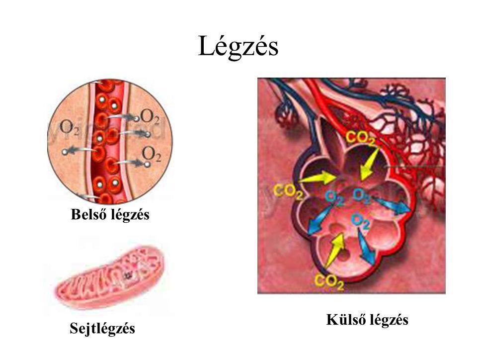Az oxigén a vérben levő hemoglobinhoz kötődik, a szervezet