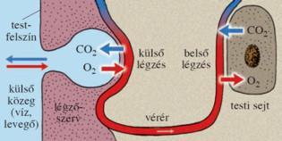 Amikor a hemoglobin leadja az oxigént a sejteknek, felveszi