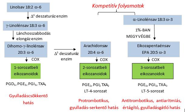 19. Ábra. Esszenciális zsírsavak átalakulásai a szervezetben COX: ciklooxigenáz, PG: prosztaglandin, TX: tromboxán, LT: leukotrién 2.