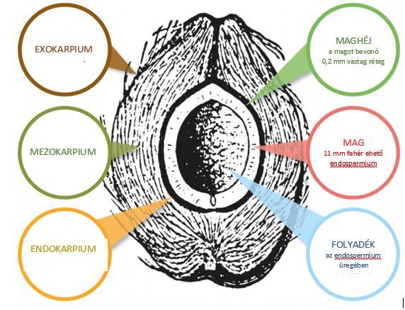 2.2.6. Zsíros olajok a gyógyszerészetben, gyógyászatban TELÍTETT ZSÍRSAVAKBAN GAZDAG ZSÍROS OLAJOK Cocois oleum raffinatum finomított kókuszolaj Cocos nucifera L. (Arecaceae) Ph. Hg. VIII.