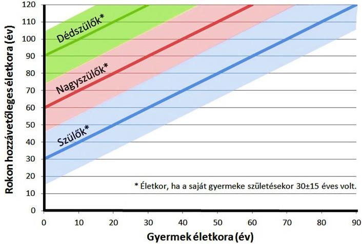 Az 1. ábra szemlélteti, hogy egy szüléskor 30±15 éves szülő, 60±15 éves nagyszülő, illetve 90±15 éves dédszülő, hány éves lesz a gyermek adott életkorában.