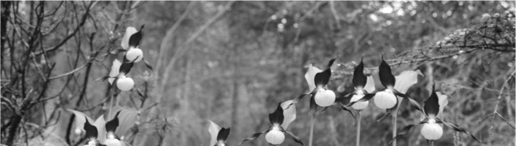122 Surányi D. szz Mária okkal idézhet régi, Szent István királyhoz intézett énekünk 5. versszaka (Puskely, 1995). 3. ábra: Boldogasszony papucsa (orchidea-faj) a Bükkben Még a XVI. században (pl.