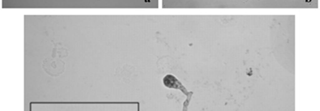színre vált (Glamoclija et al., 2007). 1.