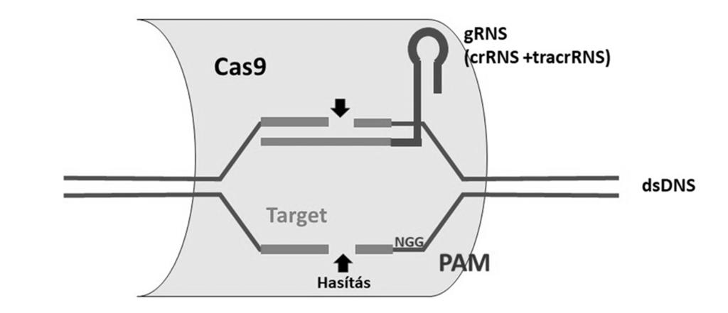 Különböz genomszerkesztési technikák gabonafélékben 235 alkalmazható. A CRISPR/Cas9 technológia kifejlesztéséért Emmanuelle Charpentier és Jennifer Doudna 2020-ban Nobel-díjat kapott. 2.4.2. CRISPR/Cas9 rendszer mködése A CRISPR/Cas9 genomszerkesztés tervezése sokkal egyszerbb, mint a korábbi technológiák esetében.