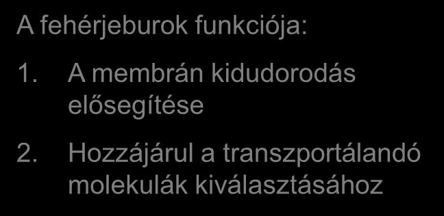 A membrán kidudorodás elősegítése 2.
