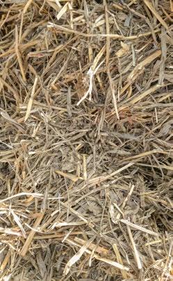 n VETŐMAGNORMA: 20-30 kg/ha, Keskeny sortávolsággal vessük. EZERMAGTÖMEG: 14 g MINŐSÉGI ADATOK SZÁRAZANYAG-TART.: 17,92 % FEHÉRJETART. (sz.a.%): 9,50 NDF (sz.a.%): 60,54 ADF (sz.a.%): 41,95 ADL (sz.a.%): 3,74 CUKORTART.