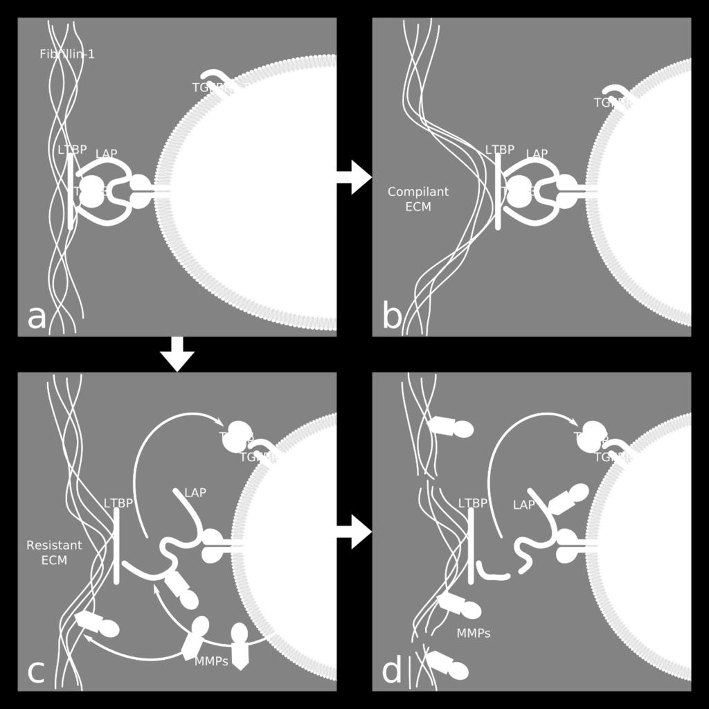 C-D: Az aberráns fibrillin-1 rigiddé teszi az ECM-et, így az aorta kezdeti szakaszán legnagyobb nyírófeszültség kiszakítja a TGF-β-át komplexéből, mely felszabadulva a szérumban kötődik a