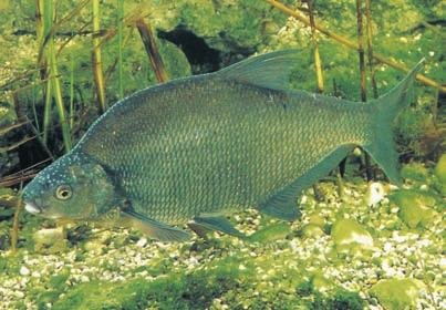 A GERINCESEK: A HALAK ÉS A KÉTÉLTÛEK A ponty, a kecskebéka, az óriáskígyó, a kolibri, az oroszlán