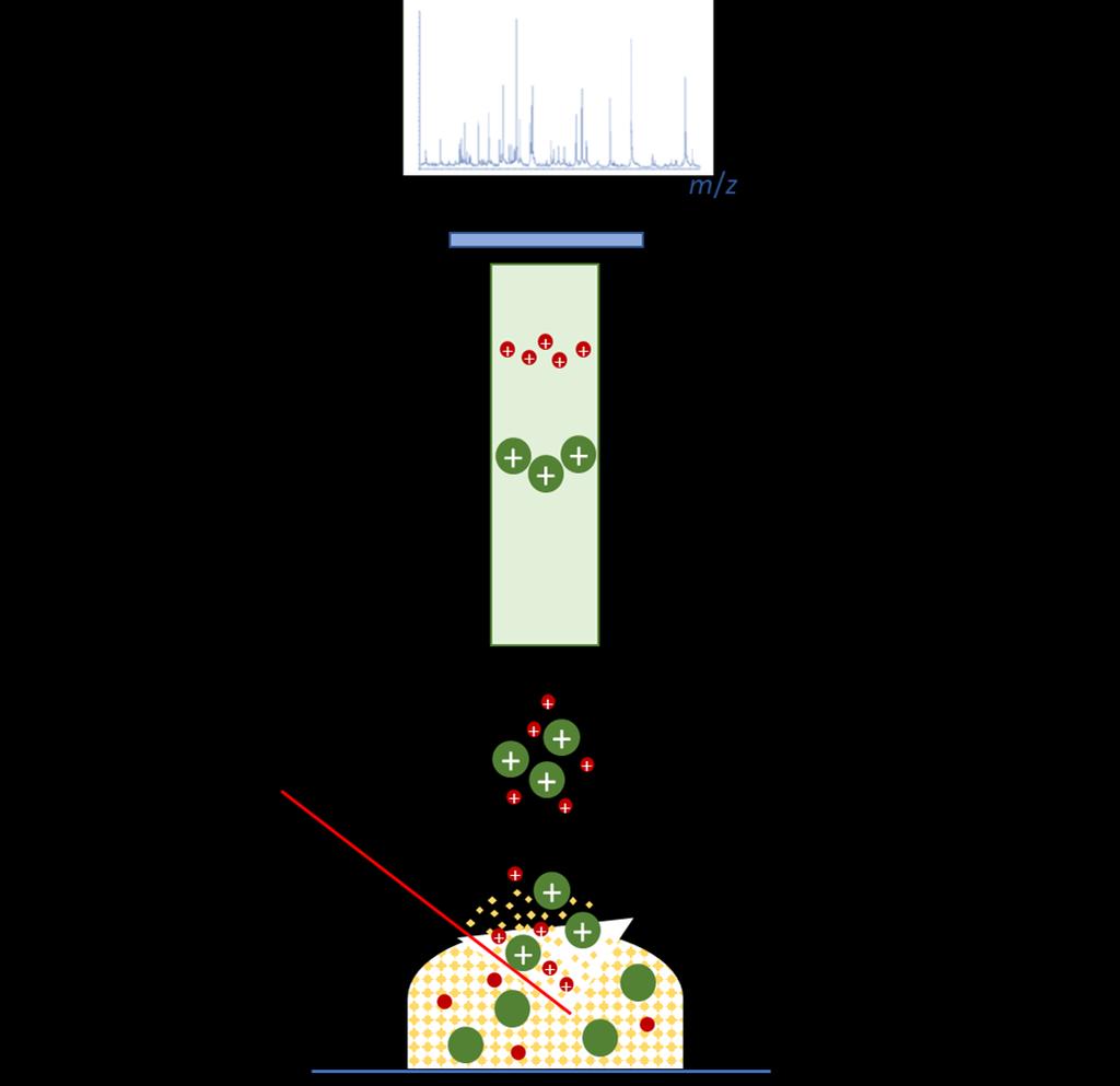 until they reach the detector) by the TOF mass spectrometer (Singhal et al., 2015).