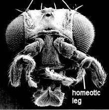 Néha az ilyen változásokat okozhatják a fejlődő szervezet környezetének a változásai. Ilyen hatásokat részletesen tanulmányoztak a Drosophila gyümölcslégy esetében.