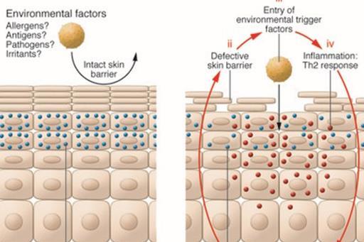 A hám barrier működése a microbiom szerepe Pathogen bacteria Az ép hám a mikroorganizmusok ellen is védelmet nyújtó barriert képez A baktériumokból, vírusokból, gombákból álló, a hám védőrétegében