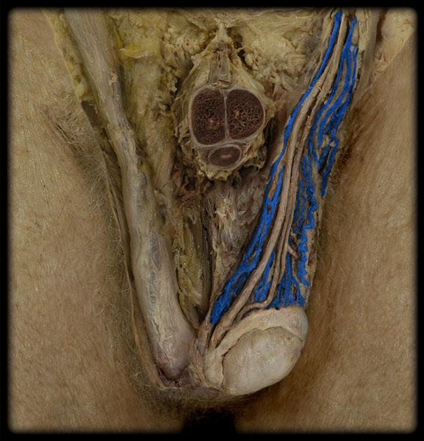 Testis - vérellátás plexus pampiniformis (v.