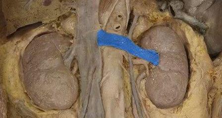 Testis - vérellátás v. suprarenalis sinistra a.