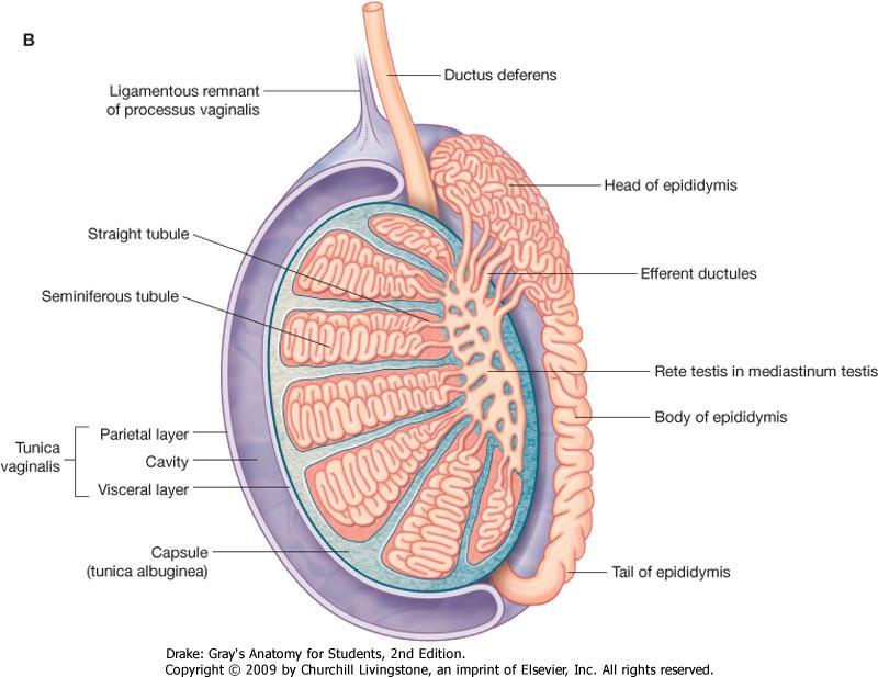 Testis - áttekintés Elhelyezkedésscrotum. Spermiumok szintézise. Testosteron termelés.