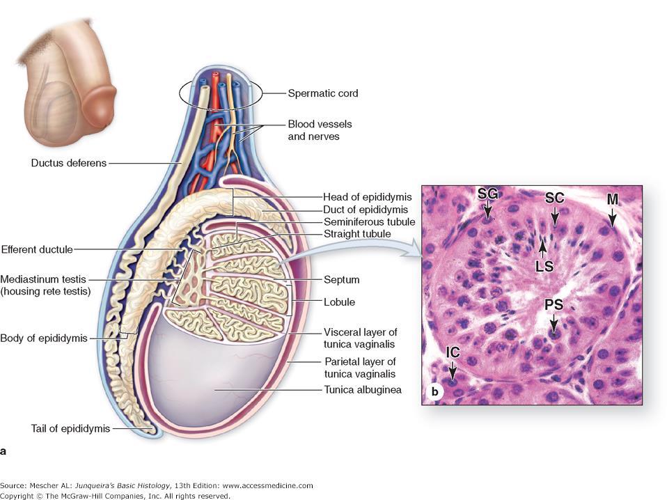 Epididymis -