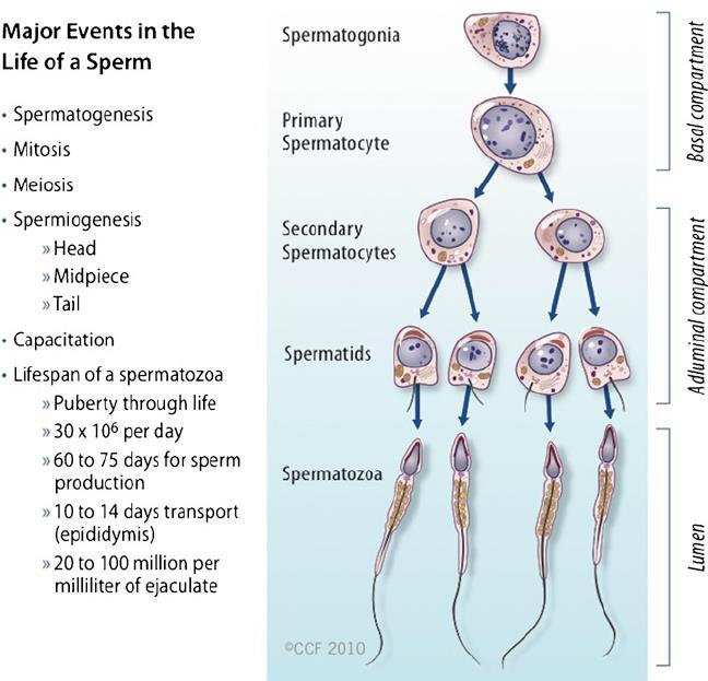Spermatogenesis Az a folyamat, amely során a spermatogoniumok spermatozoákká alakulnak.