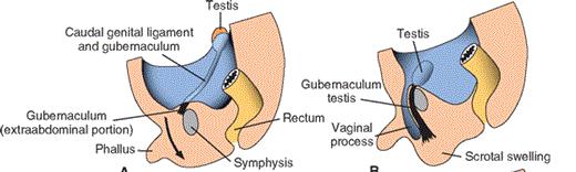 Descensus testiculorum 1. A második hónap végén a mesenterium urogenitalis a herét és a mesonephrost a hátsó hasfalhoz kapcsolja. 2. Mesonephros degenerálódik. 3.