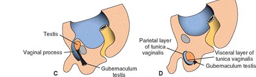 Descensus testiculorum 5. Függetlenül a descensustól a peritoneum egy tasakot hoz létre (=processus vaginalis) a középvonal mindkét oldalán az elülső hasfalban. 6.