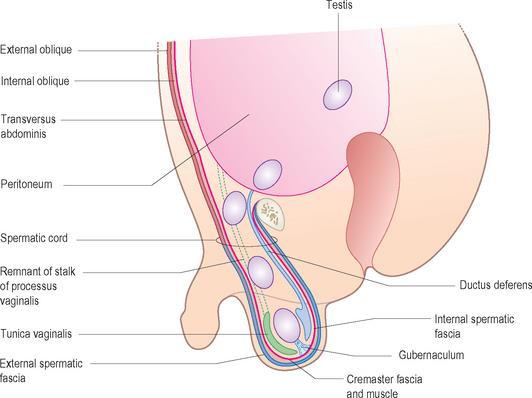 Descensus testiculorum androgének és anti-müller hormon hatására 8.