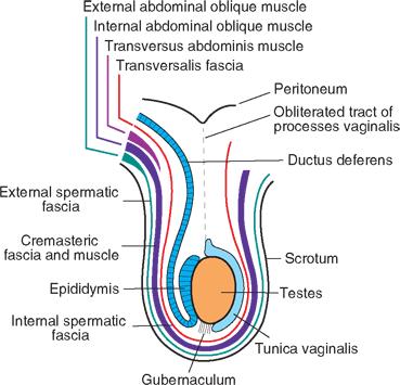 A here burkai Hasfal rétege Perinealis bőr A hasfal rétegének megfelelő herét borító struktúra Scrotum Fascia superficialis Tunica dartos m. obliquus abdominis ext. m. obliquus abdominis int.
