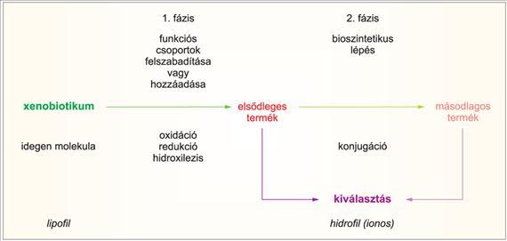 V. Környezet-egészségtan V-2. ábra A kémiai anyagok metabolizmusa, I. és II.
