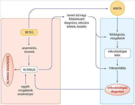 2.ÁLTALÁNOS ORVOSI MIKROBIOLÓGIA 4. 2.4. DIAGNOSZTIKA, TERÁPIA, MEGELŐZÉS 4.1.