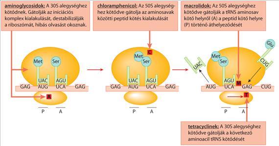 2.ÁLTALÁNOS ORVOSI MIKROBIOLÓGIA szerkezet helyett olyan struktúrát (pl. -D-ala-D-laktát) szintetizálnak, melyhez a glikopeptidek nem tudnak kötődni. Ezeket a különböző van gének kódolják.