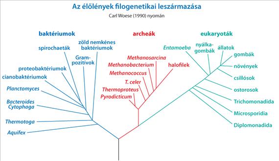 2. fejezet - 2.ÁLTALÁNOS ORVOSI MIKROBIOLÓGIA 1.
