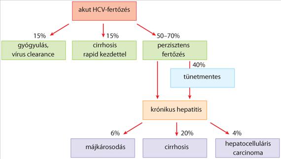3.2.15. ábra. Hepatitis C-fertőzés következményei Akut hepatitis. A HCV gyakran okoz akut tünetek nélküli fertőzést, melynek krónikus vírushordozás (carrier státusz) lehet a következménye.