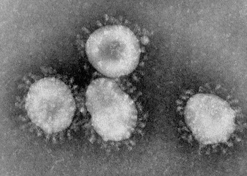Coronavírus genus tagjai közül orvosi jelentőséggel a severe acute respiratory syndrome coronavírus (SARS-CoV), a humán coronavírus 229E, (HCoV-229E), a HCoV-NL63, a HCoV-OC43, HCoV-HKU1 és a humán