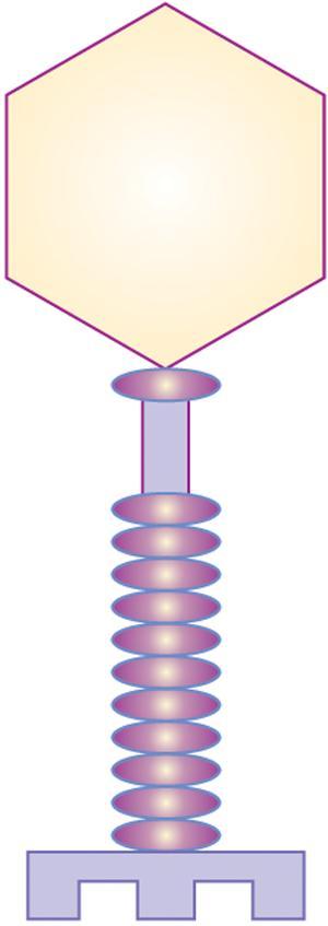 2.ÁLTALÁNOS ORVOSI MIKROBIOLÓGIA Binális (kettős) szimmetria.