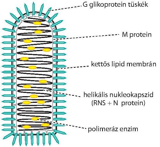 3.2.21. ábra. A rhabdovírusok szerkezeti felépítése A fertőzés során a vírus endocytosissal jut a sejtbe. A vírusreplikáció a citoplazmában megy végbe.