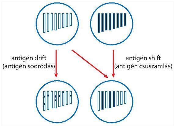 Az influenzavírusokat az NP és M fehérjék alapján soroljuk A, B és C típusba. Az influenza A típusát a felszíni glikoproteinek (HA és NA) variációi szerint további szubtípusokba osztjuk.