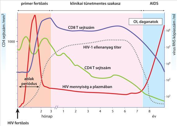 A HIV-betegség lefolyása párhuzamos a CD4 T-sejt szám csökkenéssel és a vér vírus szintjével. A kezdeti akut fázist nagy mennyiségű vírusszaporodás (10 7 részecske/ml plazma) és viraemia jellemzi.