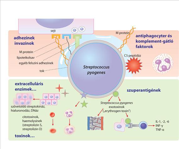 Virulenciafaktorok, patogenezis, immunválasz A S. pyogenes virulenciafaktorai nem ritkán több funkciót is ellátnak (pl. M protein), és gyakran ugyanarra, vagy hasonló funkcióra (pl.