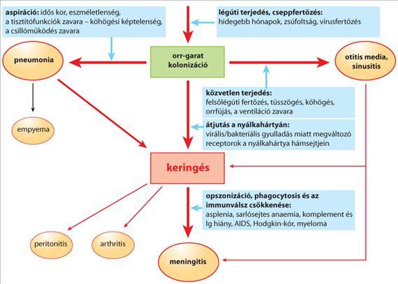 lekötött C3b és a phagocyta sejt közötti kapcsolat kialakulását.