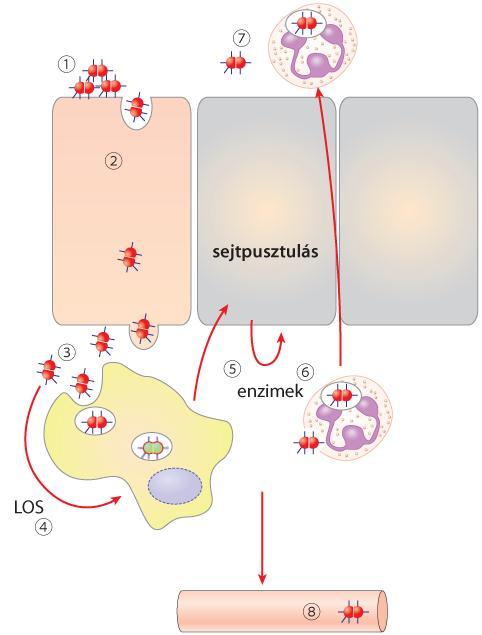 (urethritis/cervicitis, illetve szepszis/meningitis) és a tipikus átviteli mód (szexuális, illetve légúti) tekintetében különböznek, a megfelelő nyálkahártyákra kerülve egyaránt képesek a másik fajra