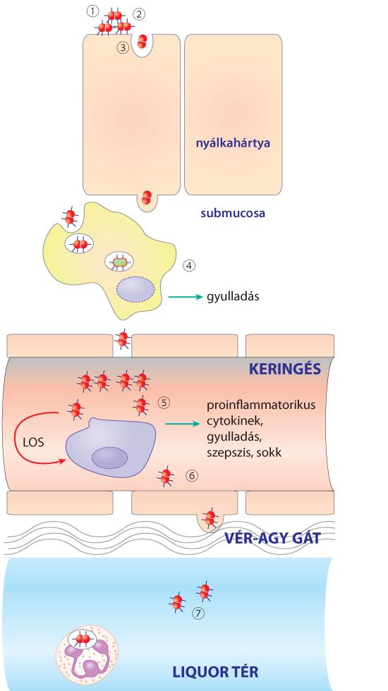 3.3.16. ábra. A meningococcus fertőzés patogenezise. Magyarázatot lásd a szövegben A fertőzés kezdeti lépései rendkívül hasonlóak a gonococcusnál megismertekhez. Kezdetben a mikroba ún. IV.