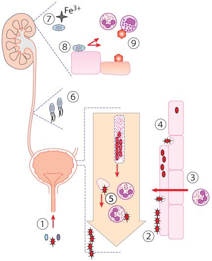 3.3.20. ábra. Az Escherichia coli által okozott húgyúti fertőzések patogenezise. Magyarázatot lásd a szövegben A fertőzés kezdeti szakaszában (cystitis)a mikroba az I.