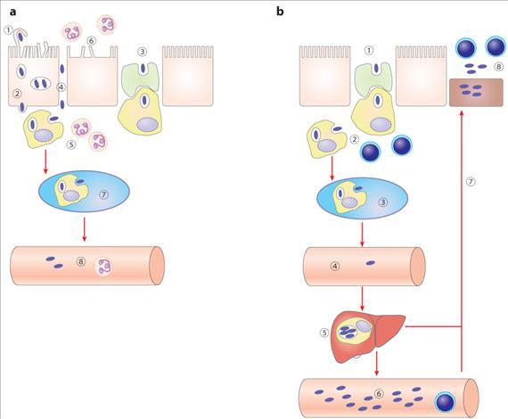 3.3.22. ábra. A salmonellafertőzések patogenezise. A: Salmonella gastroenteritis, B: hastífusz.