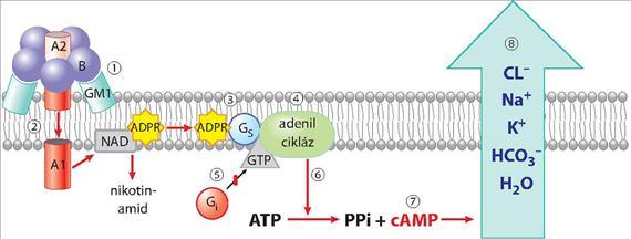 akcesszórikus kolera enterotoxin), szerepük a CT mellett másodlagos. A mikroba CT, Zot és Ace termelése a CTXF fággal történt lizogén konverzió eredménye. A koleratoxin hatása (3.3.26.