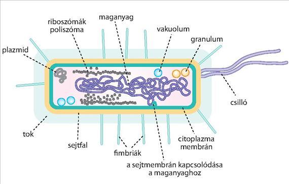 2.ÁLTALÁNOS ORVOSI MIKROBIOLÓGIA A baktériumsejt alkotórészeit szokás nélkülözhetetlen (maganyag, citoplazma és a sejtmembrán), és járulékos sejtalkotó részekre osztani (2.1.7. ábra)