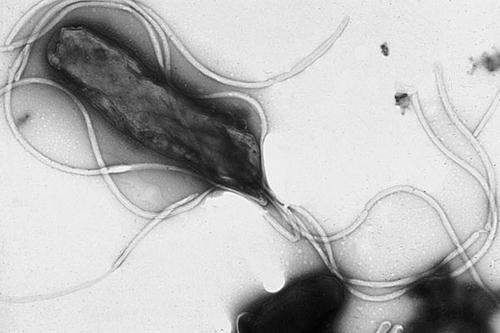 H. canadiensis ember gastroenteritis kivételes H. canis kutya gastroenteritis kivételes H. pullorum baromfi gastroenteritis kivételes 3.4.1.