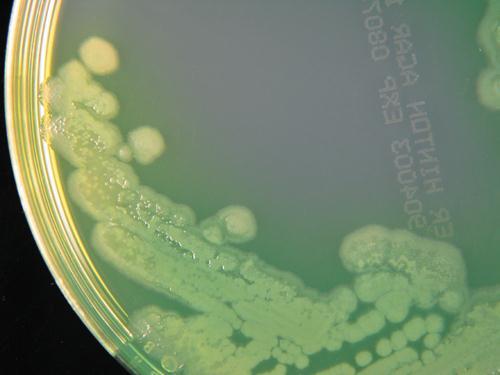 mutatják (3.3.39. ábra). A tenyészeteknek nem ritkán intenzív aromás illatuk van, melyet szokás a hársfáéhoz hasonlítani. 3.3.39. ábra. Pseudomonas aeruginosa tenyészet.